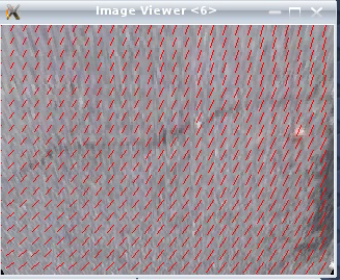 Bird Optical Flow